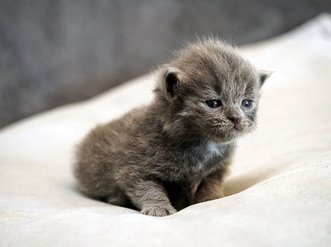 Therion am 19.06.2025